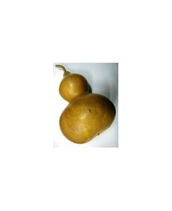 CALABAZA DE BAÑISTA