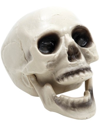 CALAVERA MANDIBULA MOVIL 20 X 16 CMS.