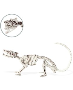ESQUELETO RATON MANDIBULA ARTICULADA