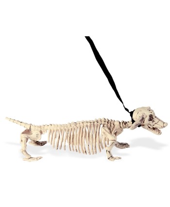 ESQUELETO PERRO TEJON CON CORREA 55 CMS.