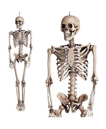 ESQUELETO BLANCO ARTICULADO 160 CMS.