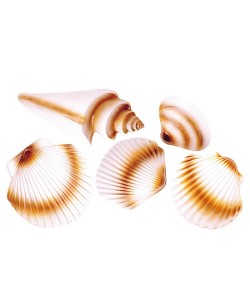 SET 5 CONCHAS DE PLASTICO 