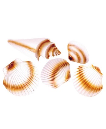 SET 5 CONCHAS DE PLASTICO 