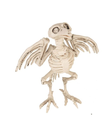 ESQUELETO CUERVO