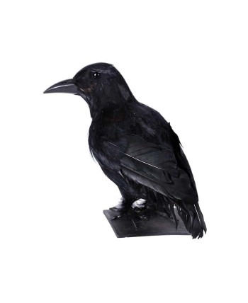 CUERVO NEGRO CON PLUMAS