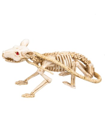 ESQUELETO DE RATA