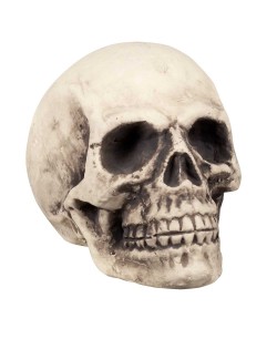 CALAVERA BLANCA MEDIANA