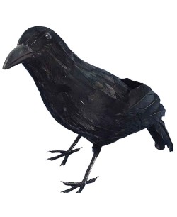 CUERVO NEGRO PLUMAS