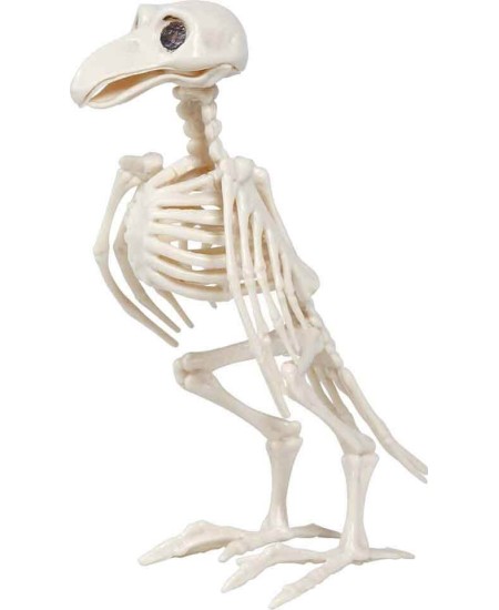 ESQUELETO DE  CUERVO