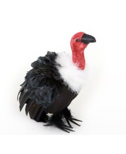 BUITRE PLUMAS