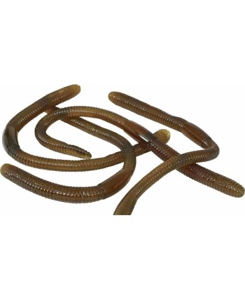 GUSANO LARVA VISCOSA