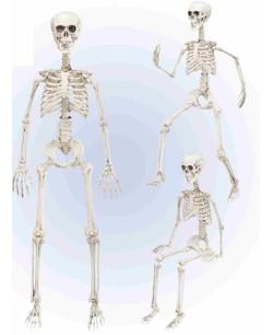 Esqueleto Articulado 90 cm para Halloween | La Casa de las Fiestas
