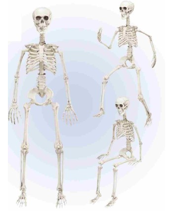 Esqueleto Articulado 90 cm para Halloween | La Casa de las Fiestas