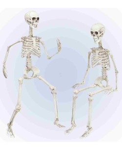 Esqueleto Articulado 90 cm para Halloween | La Casa de las Fiestas 2
