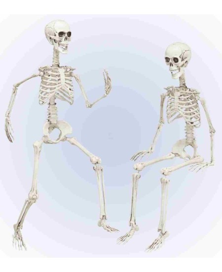 Esqueleto Articulado 90 cm para Halloween | La Casa de las Fiestas