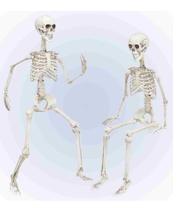 Esqueleto Articulado 90 cm para Halloween | La Casa de las Fiestas
