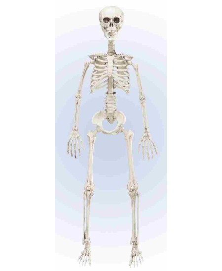 Esqueleto Articulado 90 cm para Halloween | La Casa de las Fiestas