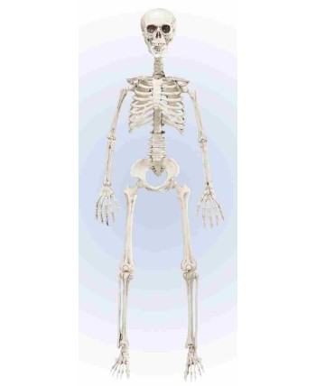 Esqueleto Articulado 90 cm para Halloween | La Casa de las Fiestas