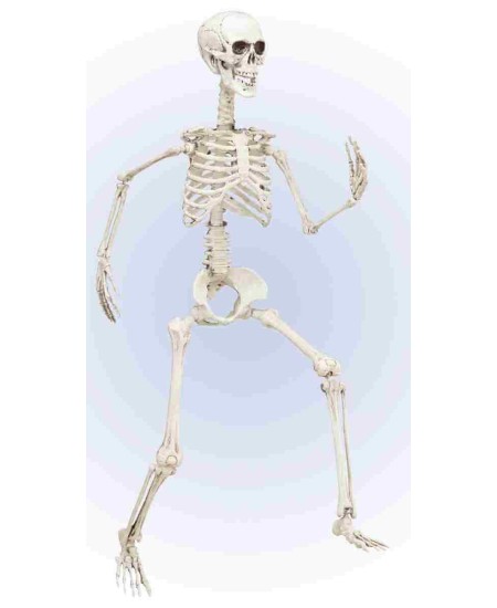 Esqueleto Articulado 90 cm para Halloween | La Casa de las Fiestas