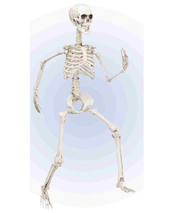 Esqueleto Articulado 90 cm para Halloween | La Casa de las Fiestas