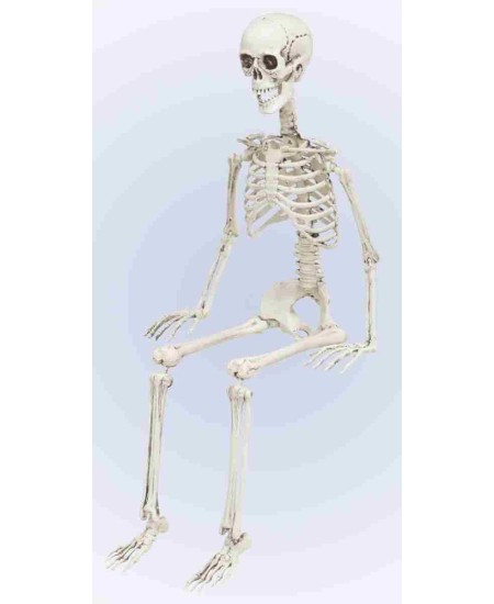 Esqueleto Articulado 90 cm para Halloween | La Casa de las Fiestas