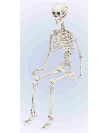 Esqueleto Articulado 90 cm para Halloween | La Casa de las Fiestas