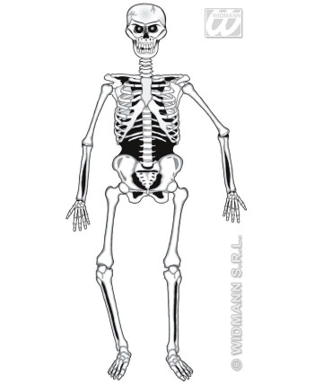 ESQUELETO ARTICULADO