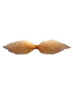 BIGOTE MOSTACHO RUBIO