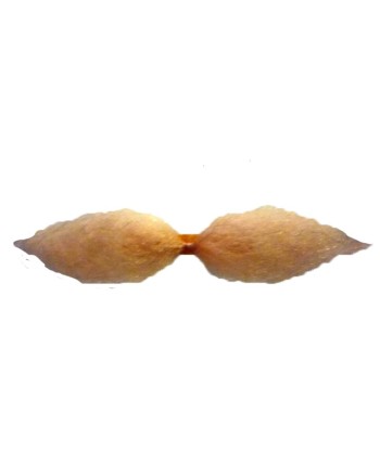 BIGOTE MOSTACHO RUBIO BIGOTE MOSTACHO RUBIO
