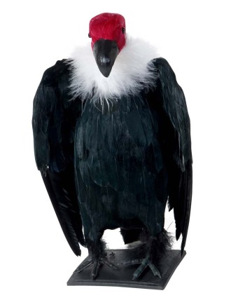 BUITRE (CON PLUMAS) 29 CMS.